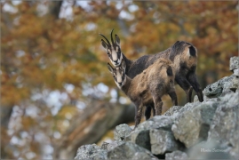 <p>KAMZÍK HORSKÝ (Rupicapra rupicapra) Lužické hory, pod Studencem ---- /Chamois - Gämse/</p>